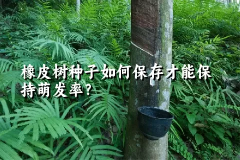 橡皮树种子如何保存才能保持萌发率？