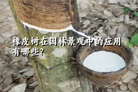 橡皮树在园林景观中的应用有哪些？