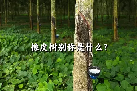 橡皮树别称是什么？