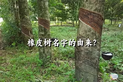 橡皮树名字的由来？