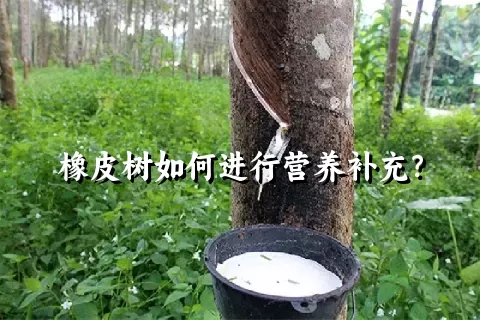 橡皮树如何进行营养补充？