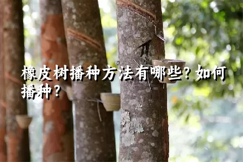 橡皮树播种方法有哪些？如何播种？