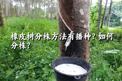 橡皮树分株方法有播种？如何分株？