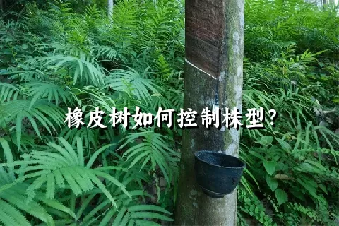 橡皮树如何控制株型？