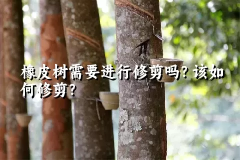 橡皮树需要进行修剪吗？该如何修剪？