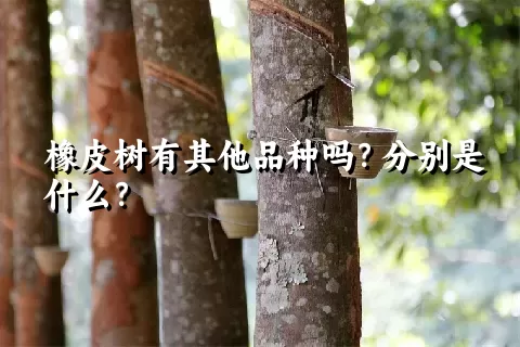 橡皮树有其他品种吗？分别是什么？