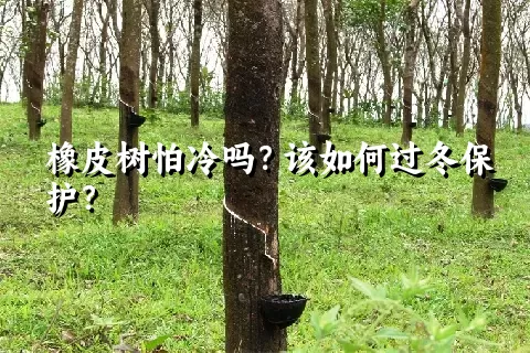 橡皮树怕冷吗？该如何过冬保护？