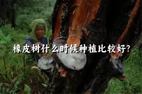 橡皮树什么时候种植比较好？