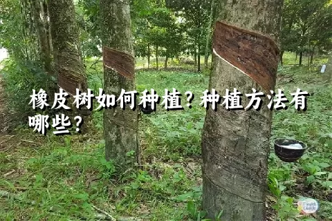 橡皮树如何种植？种植方法有哪些？