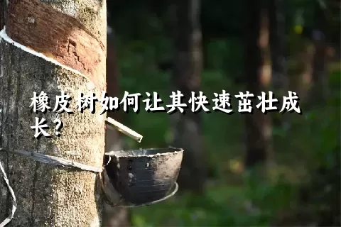 橡皮树如何让其快速茁壮成长？