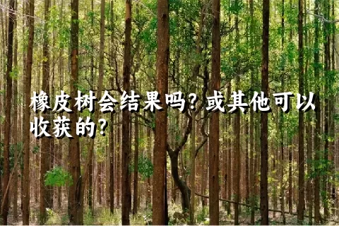 橡皮树会结果吗？或其他可以收获的？