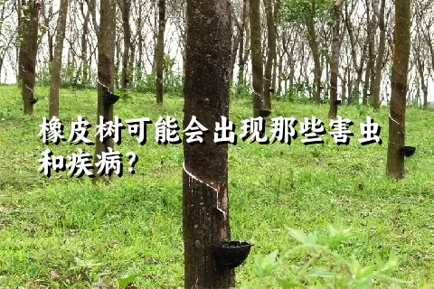 橡皮树可能会出现那些害虫和疾病？