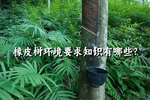 橡皮树环境要求知识有哪些？