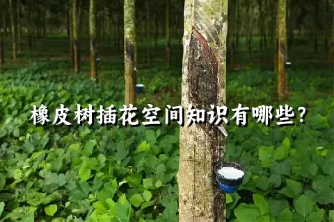 橡皮树插花空间知识有哪些？