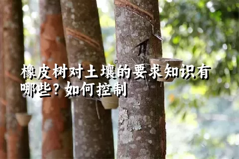 橡皮树对土壤的要求知识有哪些？如何控制