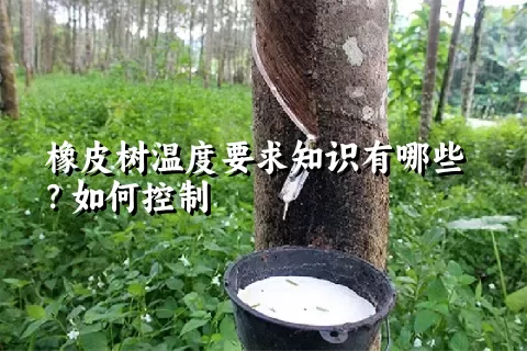 橡皮树温度要求知识有哪些？如何控制