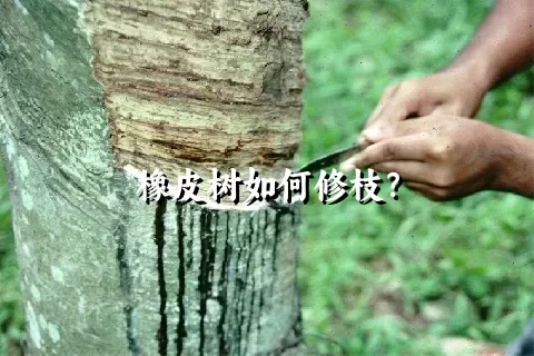 橡皮树如何修枝？