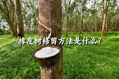 橡皮树修剪方法是什么？