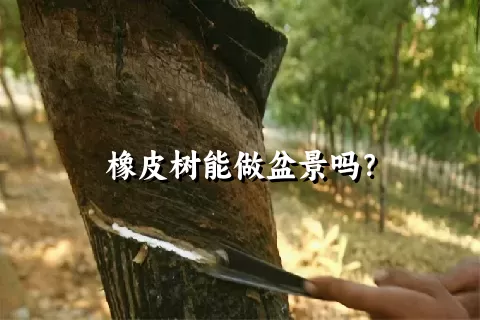 橡皮树能做盆景吗？