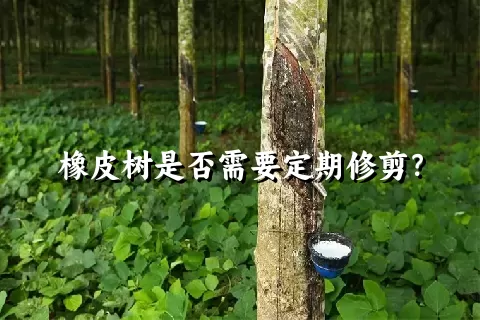 橡皮树是否需要定期修剪？