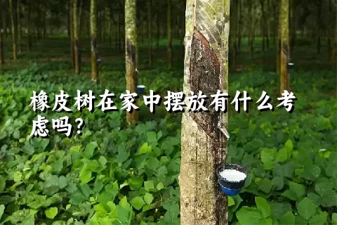 橡皮树在家中摆放有什么考虑吗？