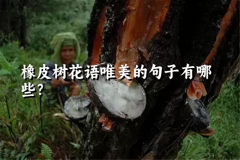 橡皮树花语唯美的句子有哪些？