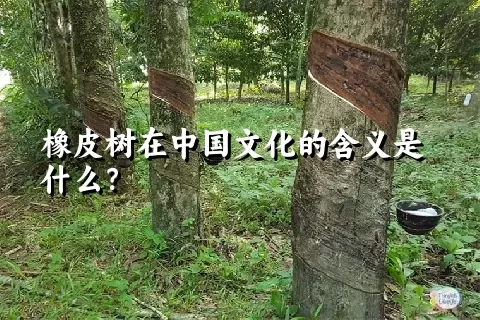 橡皮树在中国文化的含义是什么？