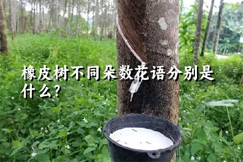 橡皮树不同朵数花语分别是什么？