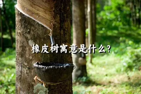 橡皮树寓意是什么？