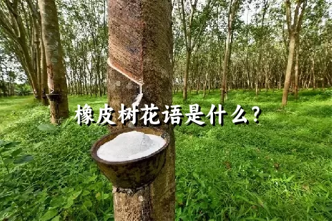 橡皮树花语是什么？