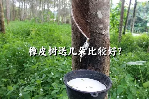 橡皮树送几朵比较好？