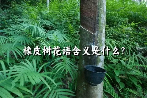 橡皮树花语含义是什么？