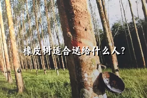 橡皮树适合送给什么人？