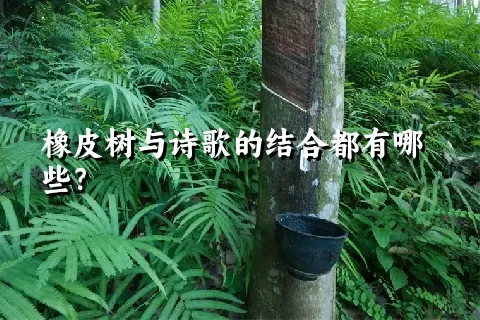 橡皮树与诗歌的结合都有哪些？