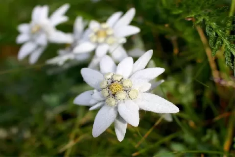 雪绒花