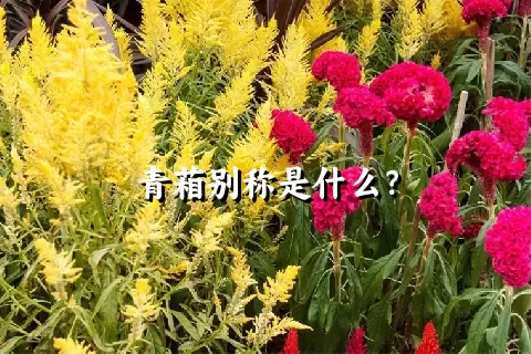 青葙别称是什么？