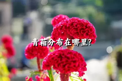 青葙分布在哪里?