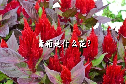 青葙是什么花？