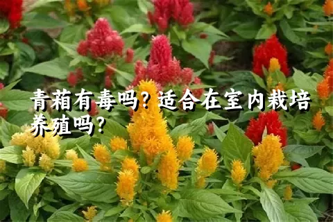 青葙有毒吗？适合在室内栽培养殖吗？