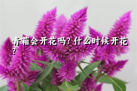 青葙会开花吗？什么时候开花？