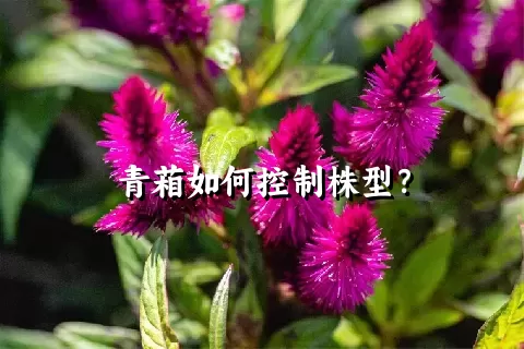 青葙如何控制株型？