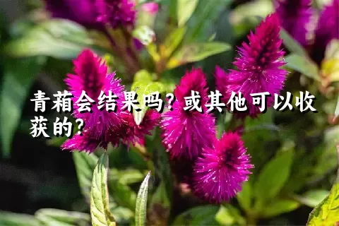 青葙会结果吗？或其他可以收获的？