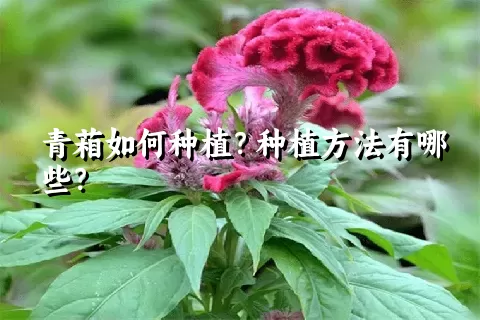 青葙如何种植？种植方法有哪些？