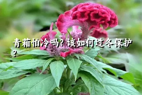 青葙怕冷吗？该如何过冬保护？