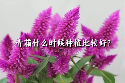 青葙什么时候种植比较好？