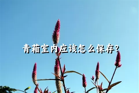 青葙室内应该怎么保存？