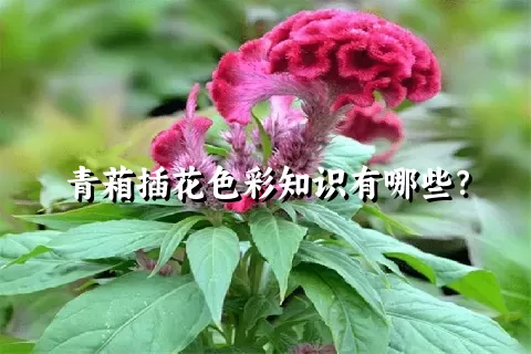 青葙插花色彩知识有哪些？