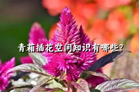 青葙插花空间知识有哪些？