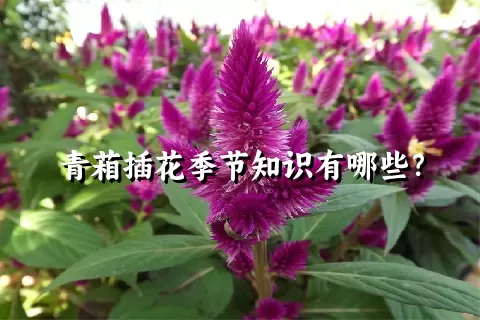 青葙插花季节知识有哪些？