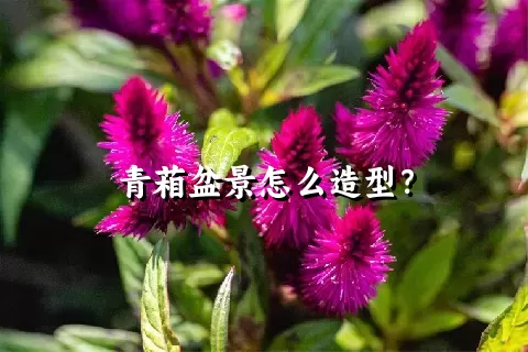 青葙盆景怎么造型？